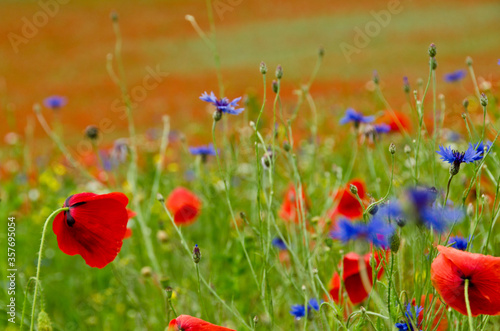 Red colorful common poppies in foreground of a large field full of wildflowers blooming in summer in Germany