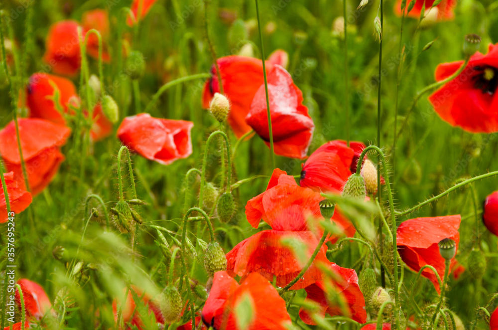 Naklejka premium Red colorful common poppies in foreground of a large field full of wildflowers blooming in summer in Germany
