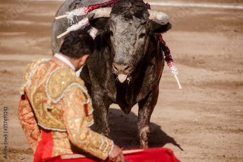 toro de lidia en plaza de toros y peleas de toros