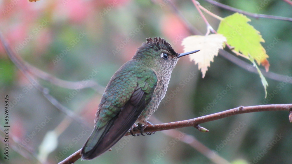 Fototapeta premium colibríes, picaflor