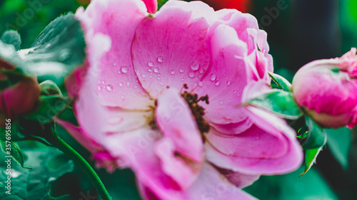 Pink flower in the summer garden after rain