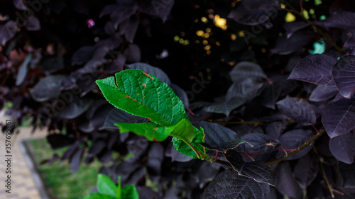 Green leaves on a tree with dark leaves