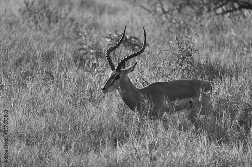 Impala Group Impalas Antelope Portrait Africa Safari © rocchas75