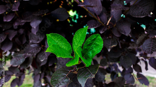 Green leaves on a tree with dark leaves
