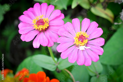 Chrysanthemum Flowers Background