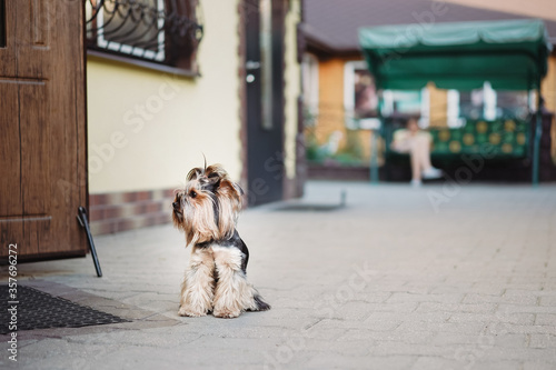A lonely dog terrier is faithfully waiting for the owner at the door on the street. Pets concept