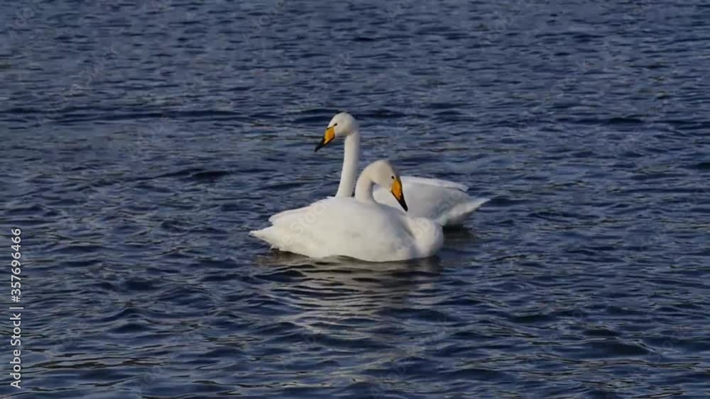 swans flying over the Swan lake swans flying over the Swan lake