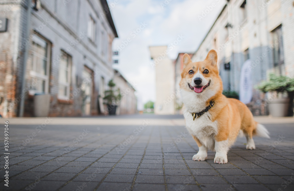 Welsh corgi pembroke dog standing in the city on a sunny day, happy Welsh corgi pembroke dog standing in the city on a sunny day, happy
