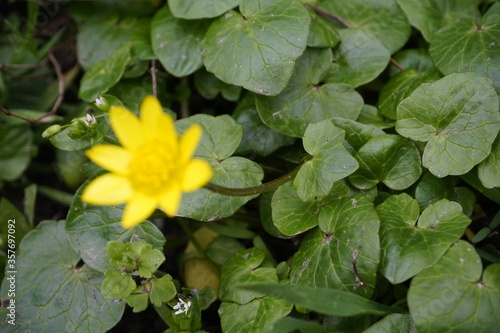 yellow flower in the garden © Zeynep