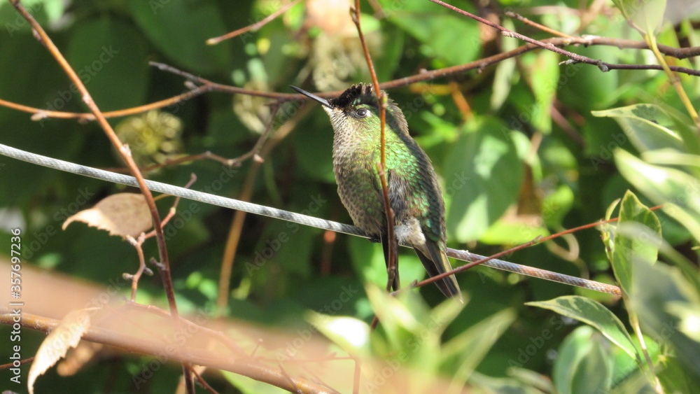 Fototapeta premium colibríes, picaflor