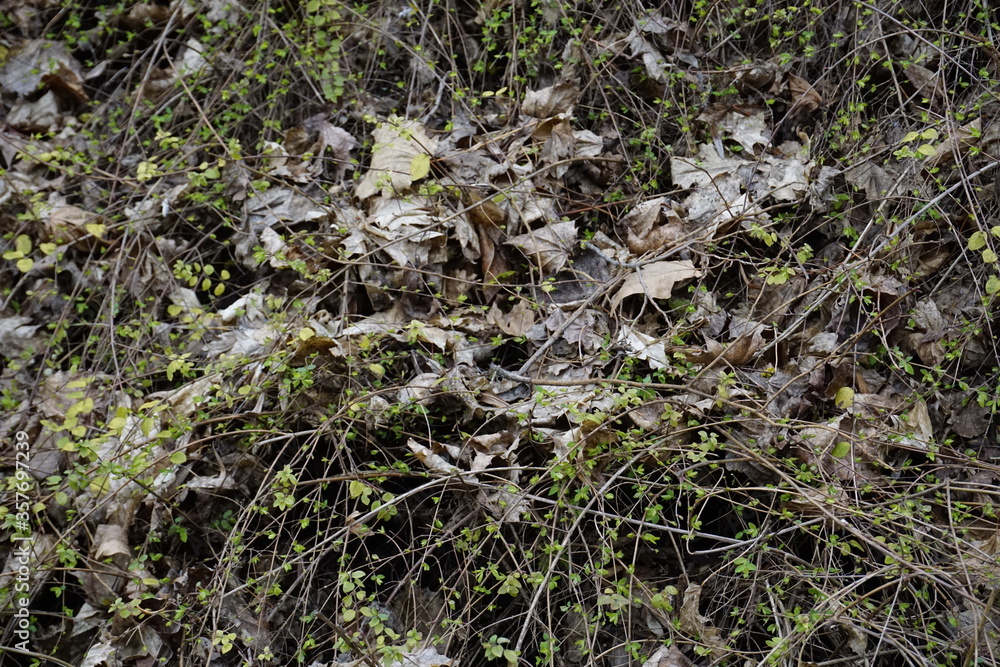 moss on the ground moss on the ground