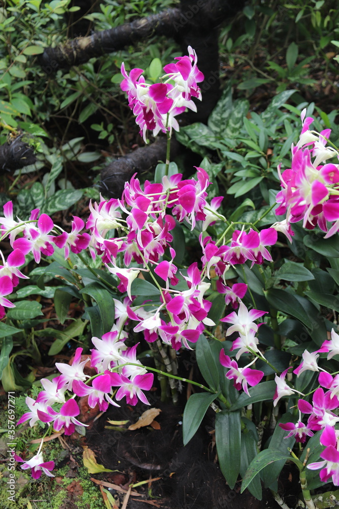 Jardin aux orchidées à Singapour