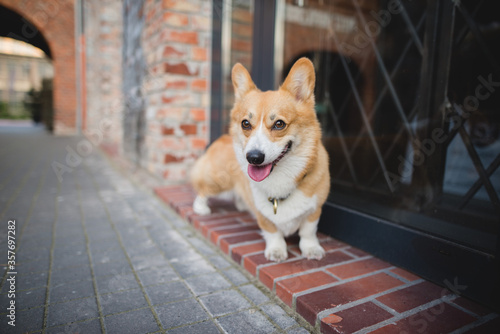 Welsh corgi pembroke dog standing in the city on a sunny day  happy