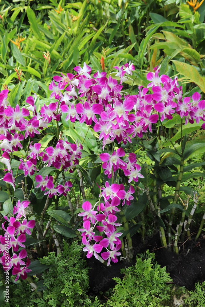 Jardin aux orchidées à Singapour Jardin aux orchidées à Singapour