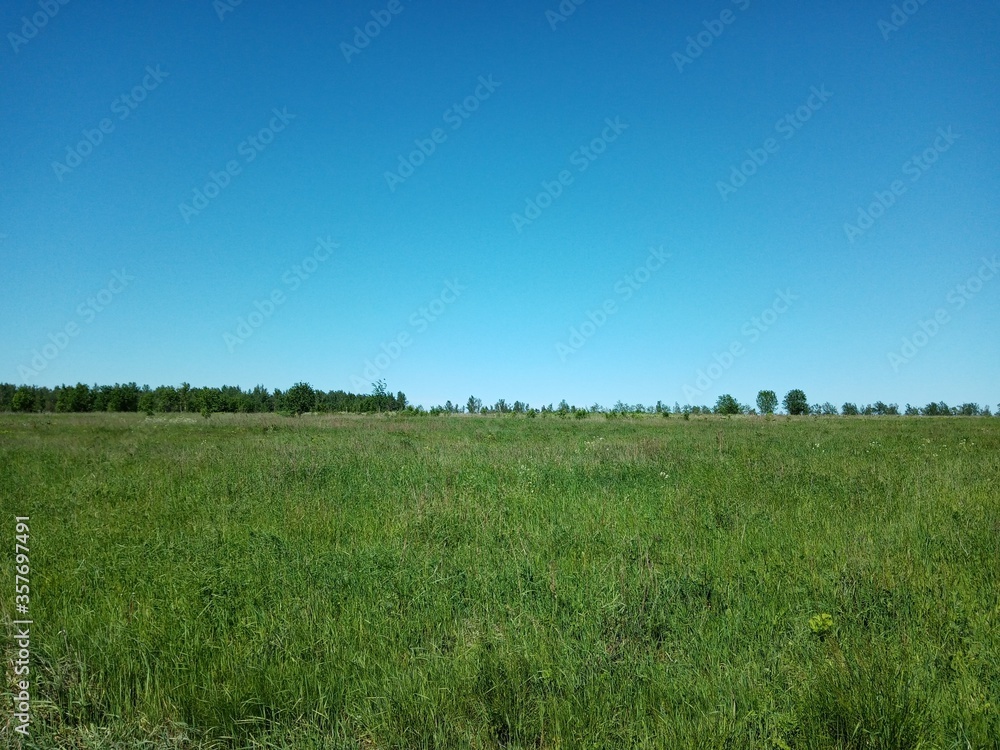 green grass and blue sky