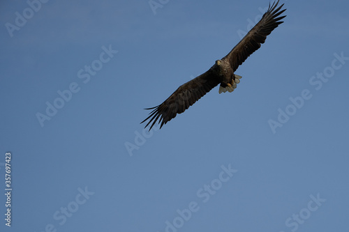 White tailed Eagle Catching eel Raptor Lake Hunting Wings Flying