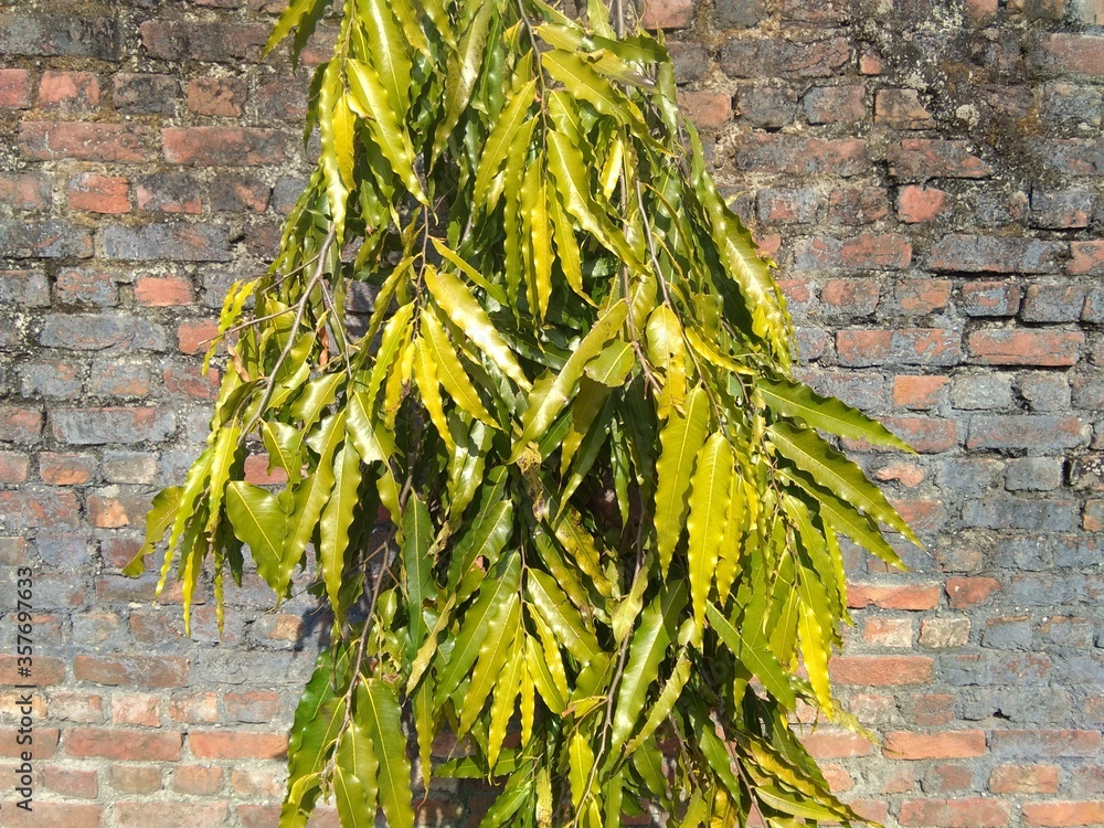 Green Ashoka Tree Leaves (Saraca Asoca) Stock Photo Adobe Stock