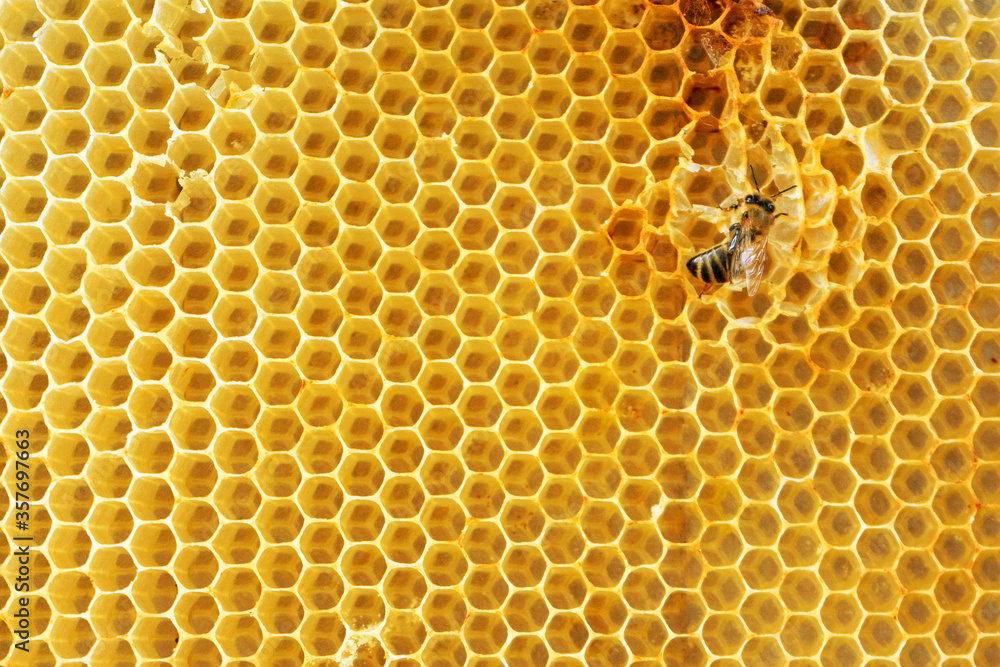 Honey bee restores damaged honeycombs. Honey bee restores damaged honeycombs.