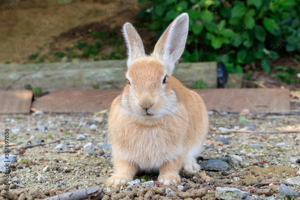 大久野島のうさぎ 広島県竹原市
Rabbits Okunojima Island Hiroshima Takehara city 大久野島のうさぎ 広島県竹原市
Rabbits Okunojima Island Hiroshima Takehara city