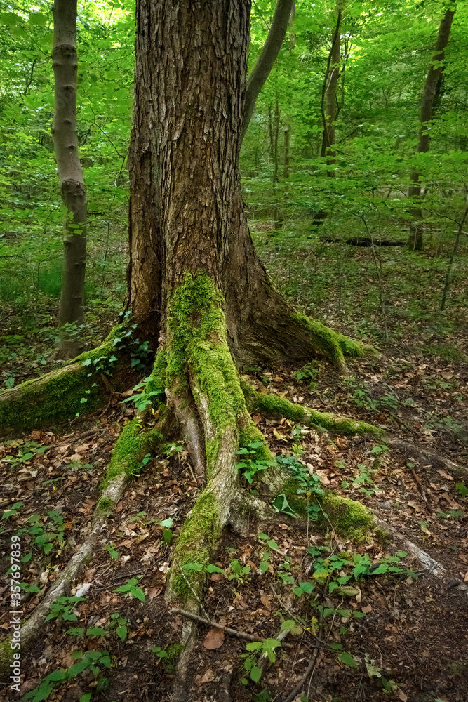 Roots of an old tree overgrown with moss in a natural deciduous forest, wilderness landscape in northern Germany Roots of an old tree overgrown with moss in a natural deciduous forest, wilderness landscape in northern Germany