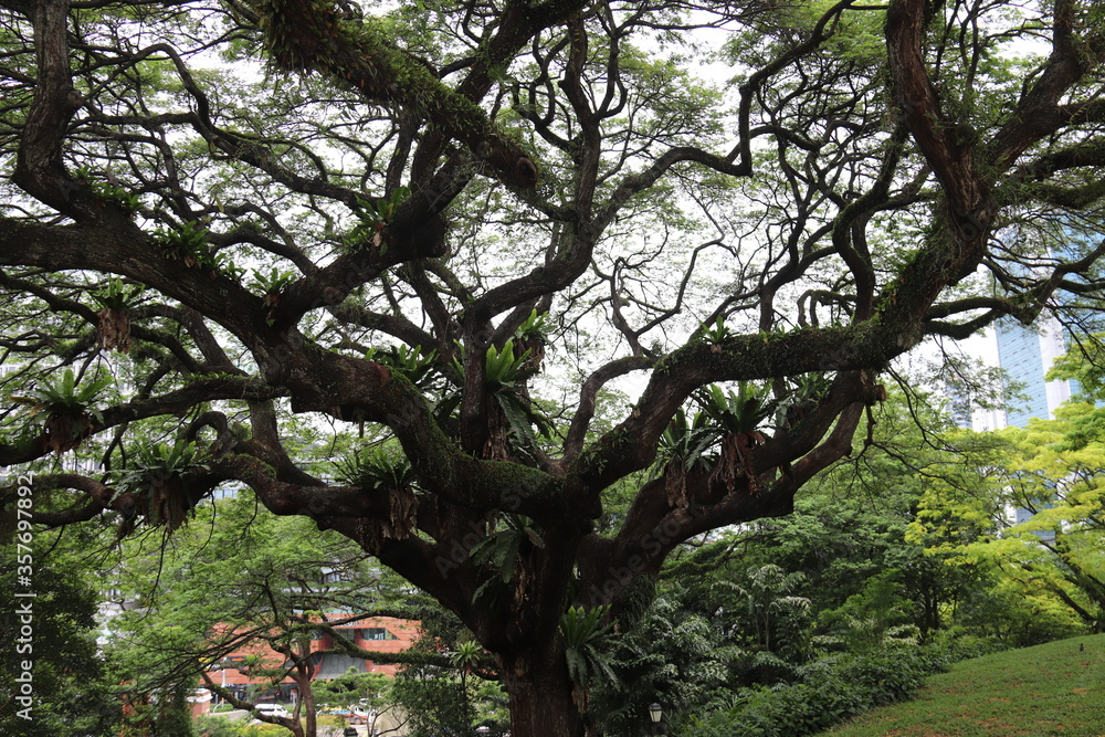 Fototapeta premium Arbre dans un parc à Singapour