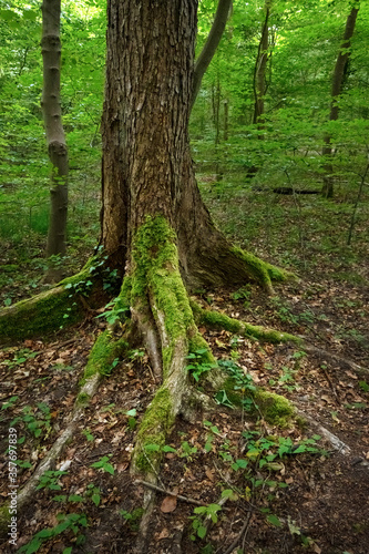 Roots of an old tree overgrown with moss in a natural deciduous forest, wilderness landscape in northern Germany