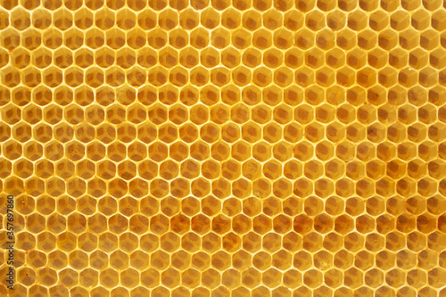Honeycombs of honey bees close-up.
