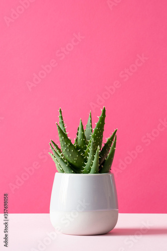 Aloe cactus on pink background succulent plant in pot copy space Minimal summer still life concept