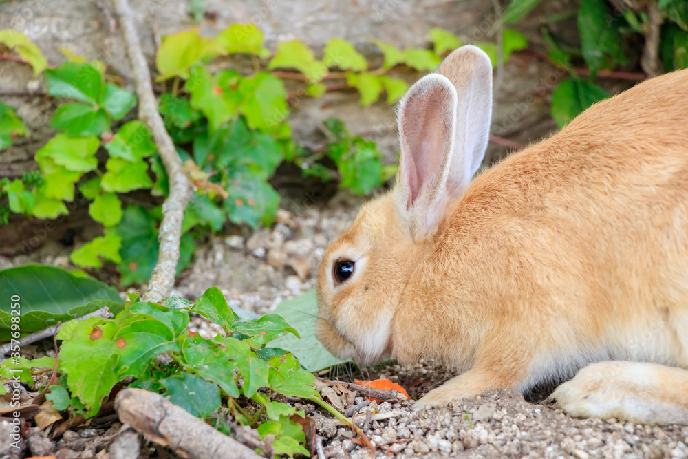 大久野島のうさぎ 広島県竹原市
Rabbits Okunojima Island Hiroshima Takehara city 大久野島のうさぎ 広島県竹原市
Rabbits Okunojima Island Hiroshima Takehara city