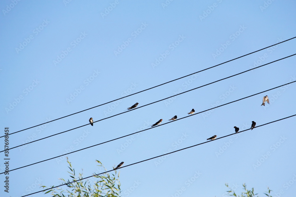 Birds Swifts sitting on several electric wires in the form of a musical score Birds Swifts sitting on several electric wires in the form of a musical score