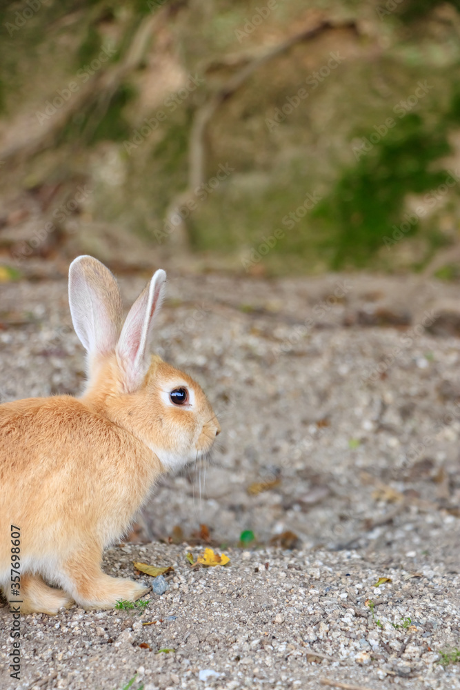 大久野島のうさぎ 広島県竹原市
Rabbits Okunojima Island Hiroshima Takehara city 大久野島のうさぎ 広島県竹原市
Rabbits Okunojima Island Hiroshima Takehara city