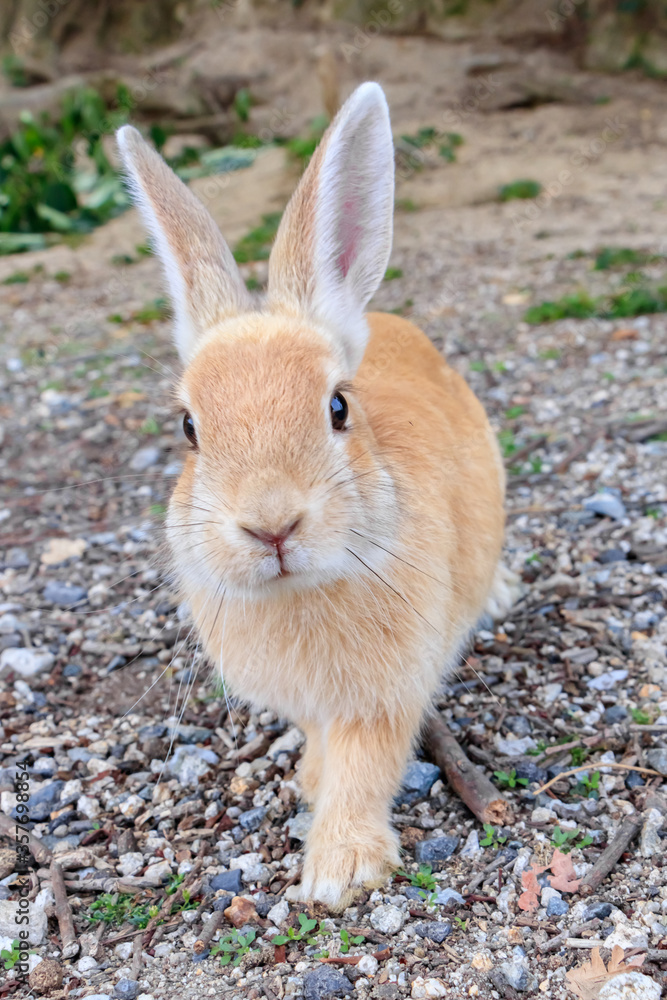大久野島のうさぎ　広島県竹原市　
Rabbits Okunojima Island Hiroshima Takehara city
