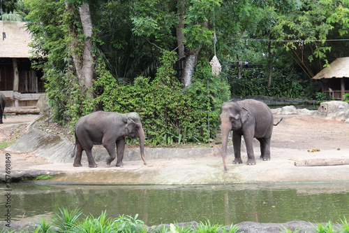 Eléphants du zoo de Singapour photo