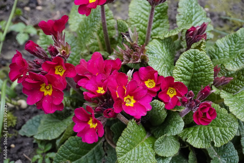 pink flowers in the garden