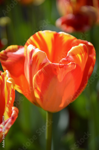 Yellowand red spectacular tulips and forest in the spring photo