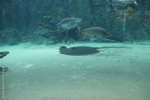 Raie de l'aquarium de Singapour