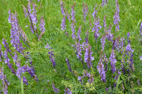 In the wild  Vicia tenuifolia blooms