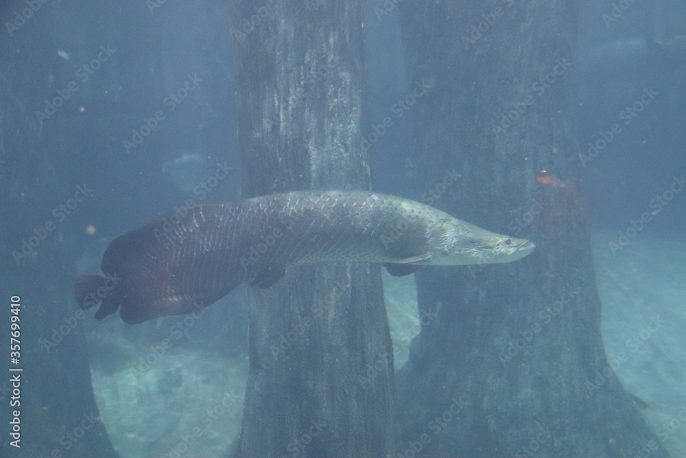 Fototapeta premium Arapaima de l'aquarium de Singapour