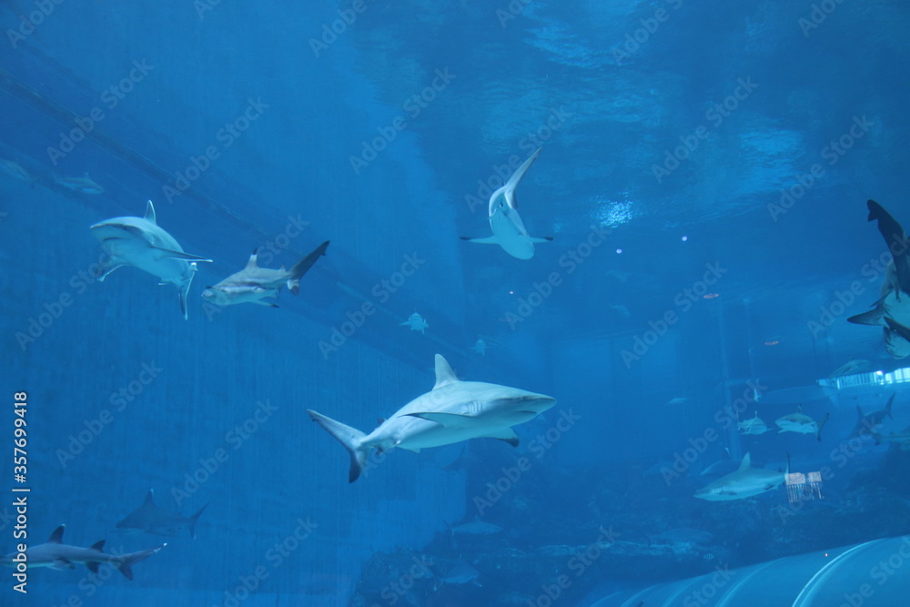 Obraz premium Requin de l'aquarium de Singapour