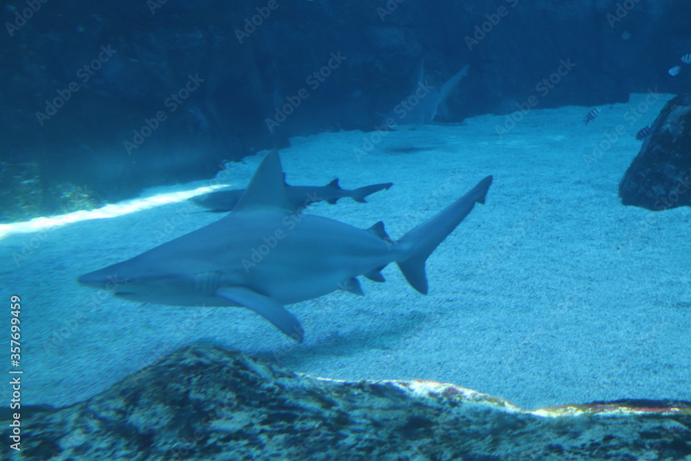 Fototapeta premium Requins de l'aquarium de Singapour