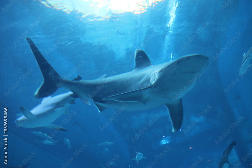 Requin de l'aquarium de Singapour
