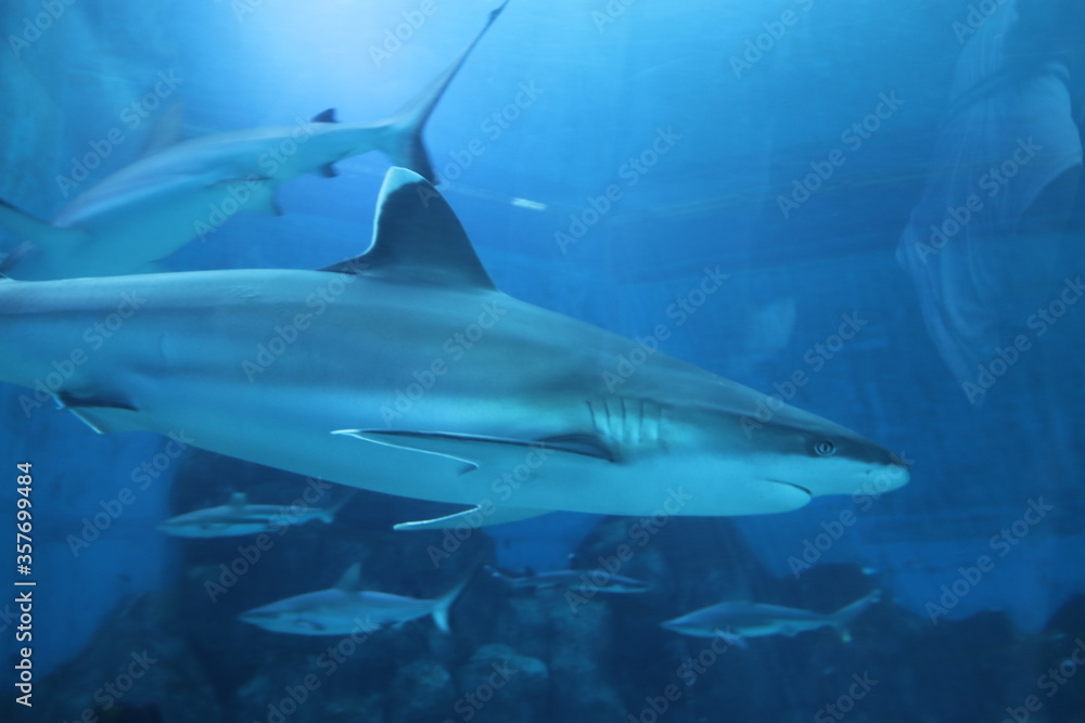 Fototapeta premium Requin de l'aquarium de Singapour