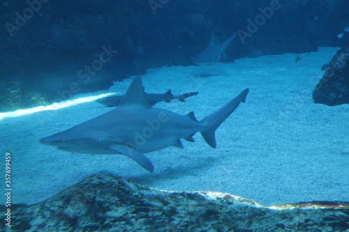 Requins de l aquarium de Singapour