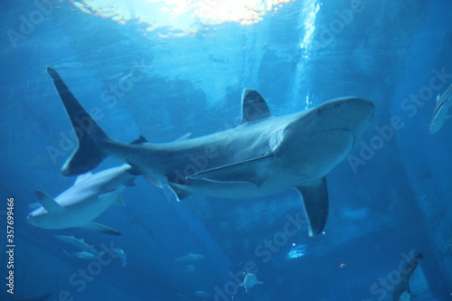 Requin de l aquarium de Singapour