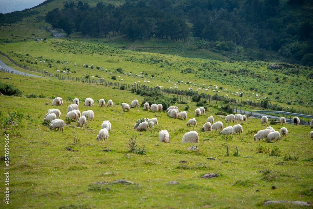 Ovejas pastando en un monte del País vasco. Hondarribia (fuenterrabia)