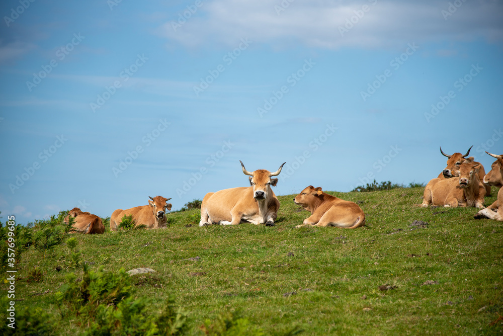 Vacas sentadas y descansando en un monte del País Vasco.  Hondarribia