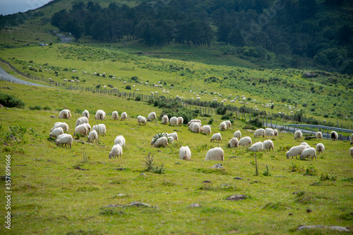 Ovejas pastando en un monte del País vasco. Hondarribia (fuenterrabia) © Safi