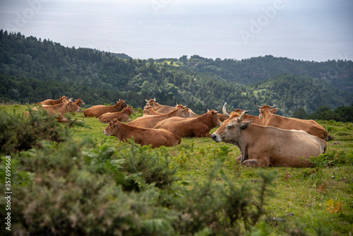 Vacas sentadas y descansando en un monte del Pais Vasco. 