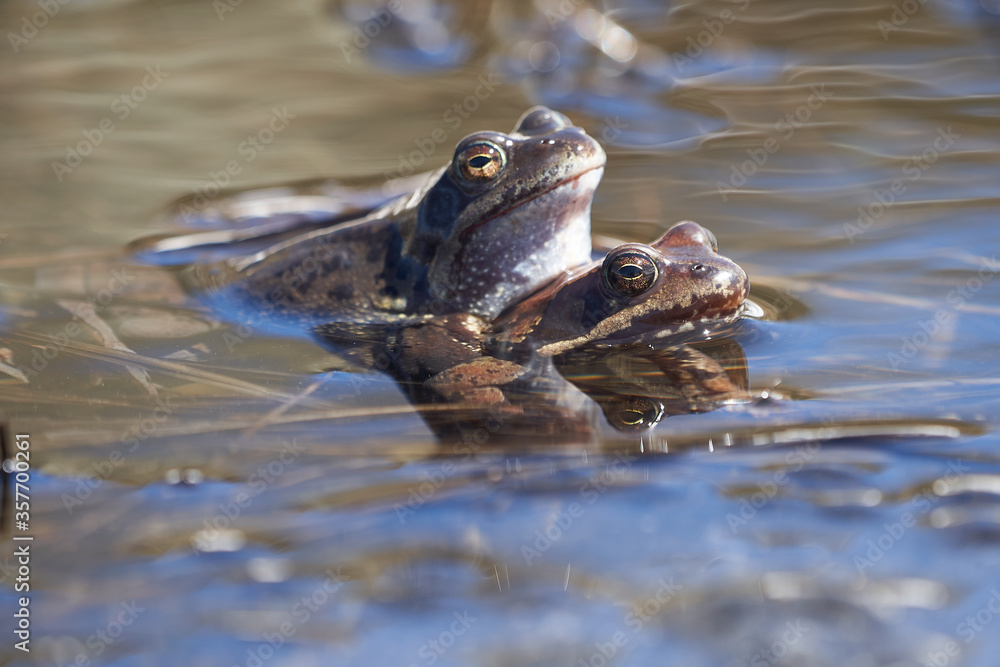 Water frog Pelophylax and Bufo Bufo in mountain lake with beautiful reflection of eyes Spring Mating Water frog Pelophylax and Bufo Bufo in mountain lake with beautiful reflection of eyes Spring Mating