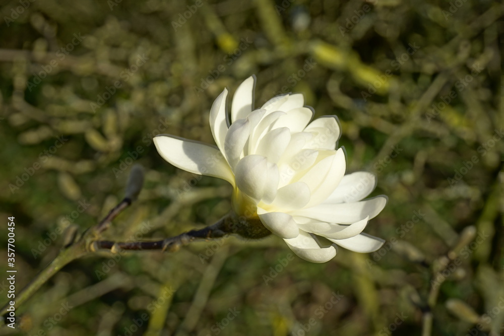 white white